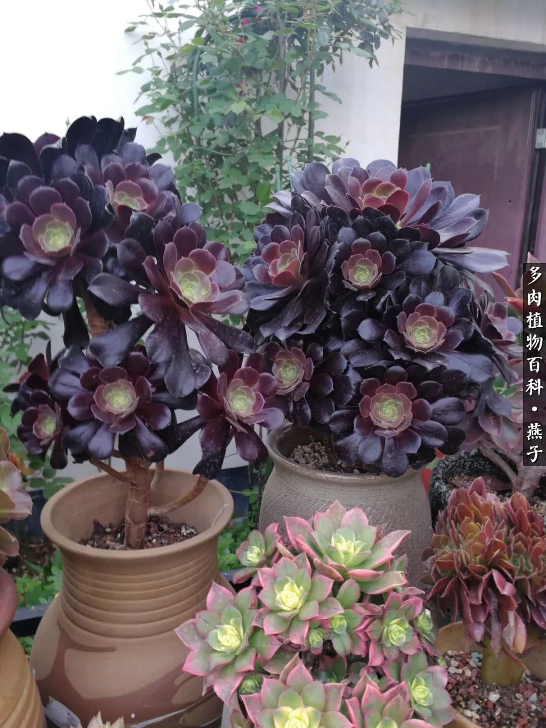 多肉法师什么季节摘心最好,多肉法师全锦好吗