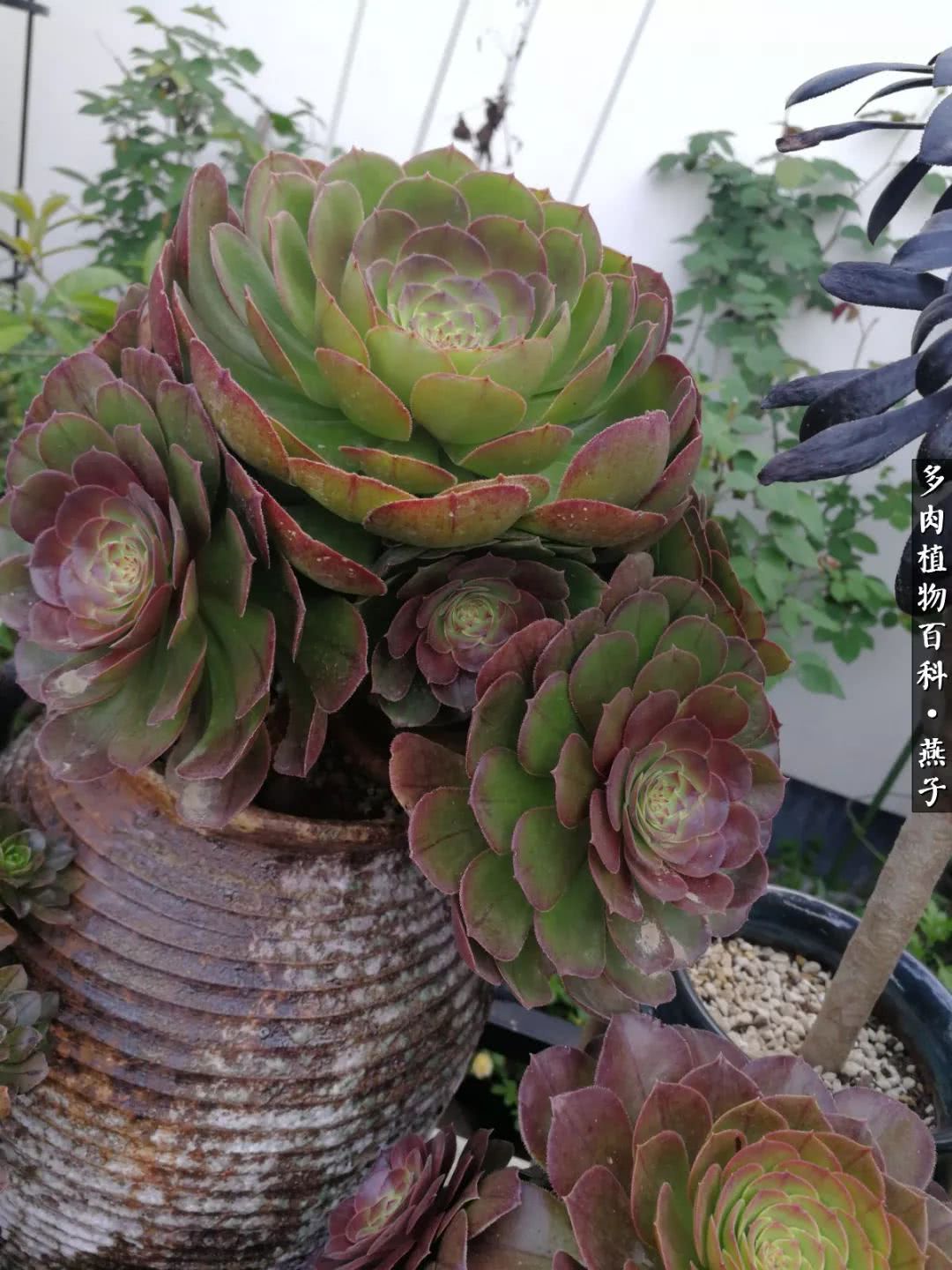 多肉法师什么季节摘心最好,多肉法师全锦好吗