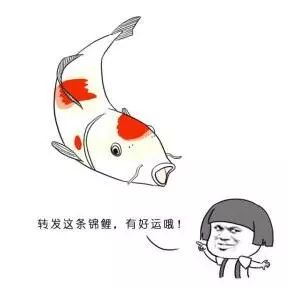 中国锦鲤内容,最近的中国锦鲤是什么