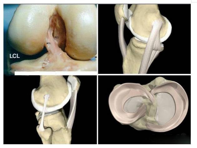 常见的十大膝关节疼痛,老年患者膝关节疾病健康科普