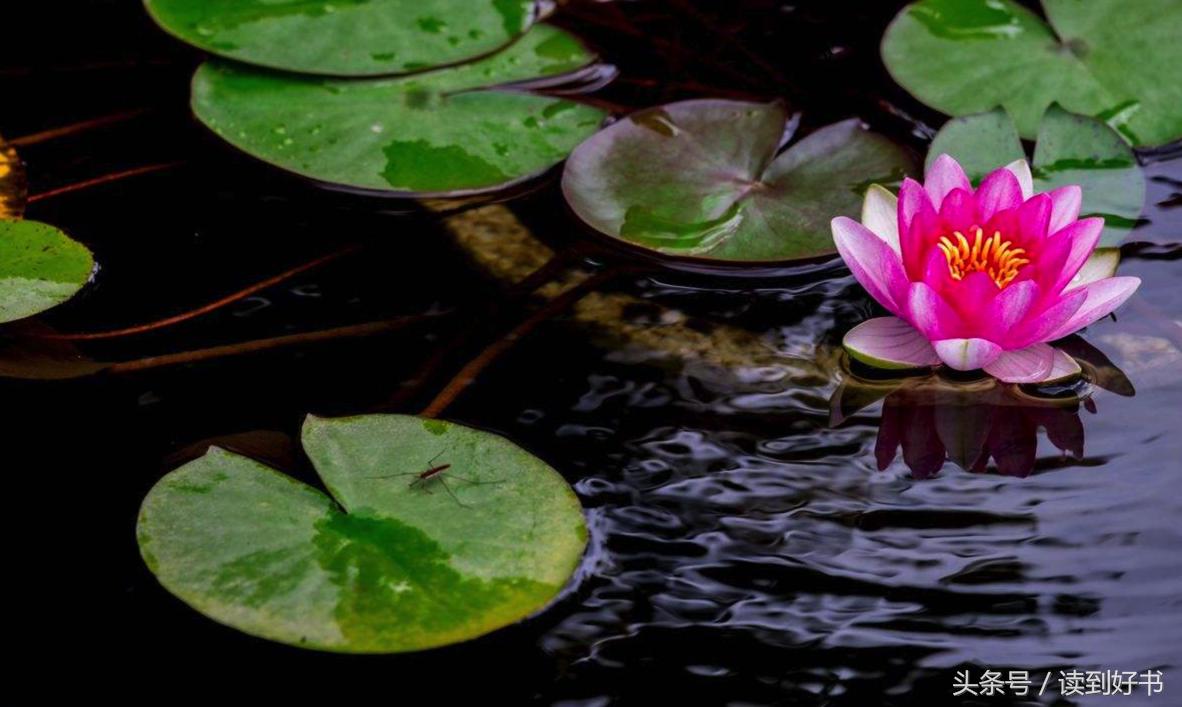 各种花的寓意及花语代表爱,黄玫瑰代表着哪些花语和寓意