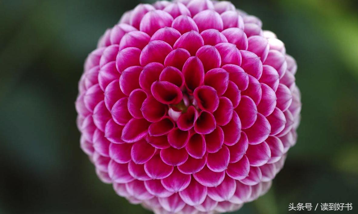 各种花的寓意及花语代表爱,黄玫瑰代表着哪些花语和寓意