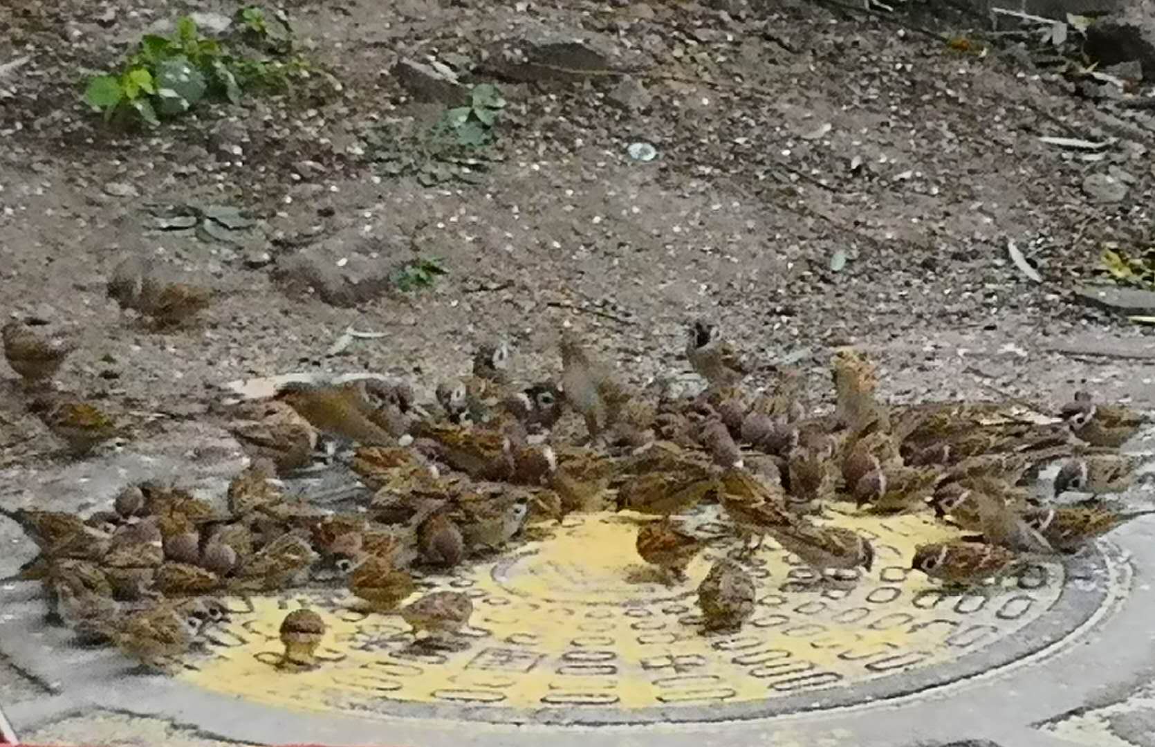 哈尔滨喂麻雀,麻雀一年能孵化多少只