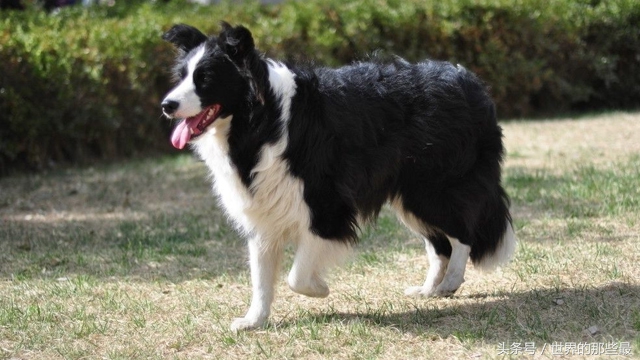 世界上最聪明的10种狗,世界上最聪明的五种狗狗排名