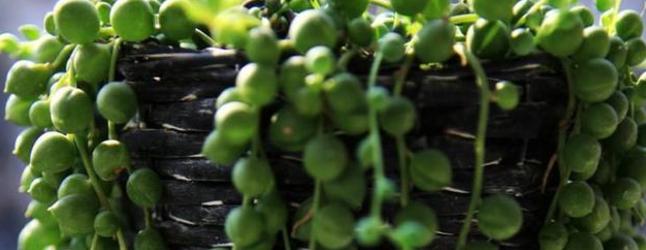 多肉佛珠为什么不好,多肉佛珠状态差怎么处理