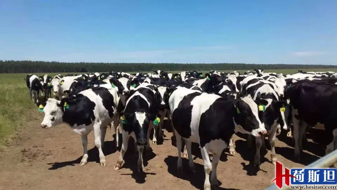 7000头“澳妞儿”登陆天津港创2018荷斯坦奶牛单批进口之最