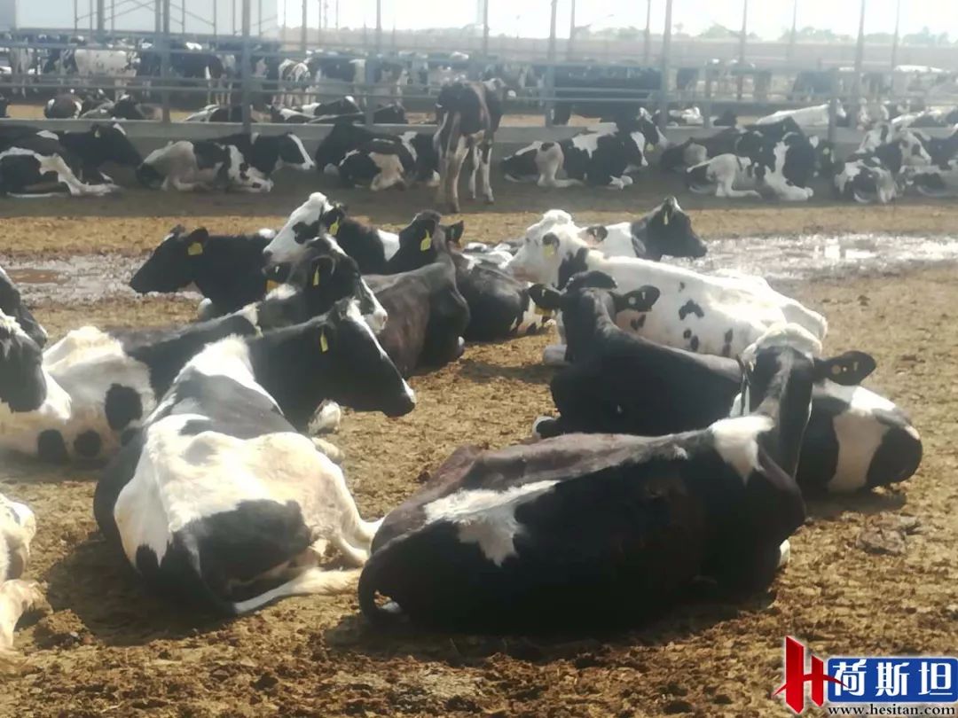 7000头“澳妞儿”登陆天津港创2018荷斯坦奶牛单批进口之最