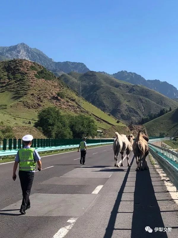 马甲里外两个颜色,马甲浅黄色