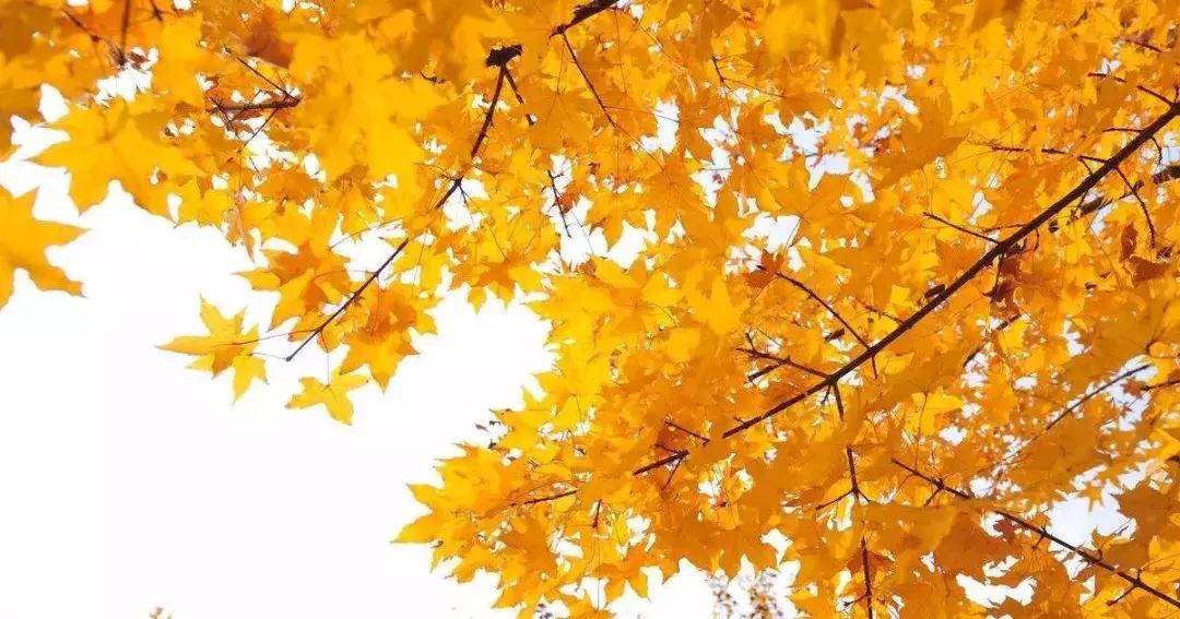 下午茶季｜我和这家酒店有个约会