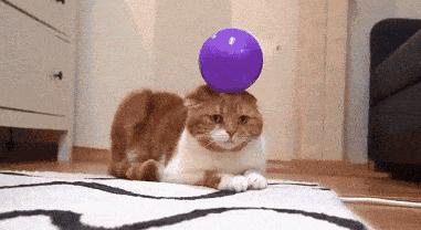 哈哈哈哈哈哈哈哈这届猫奴的智商有点高!