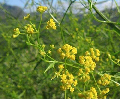 基本农田可以小麦套种药材吗,小麦地冬季套种中药