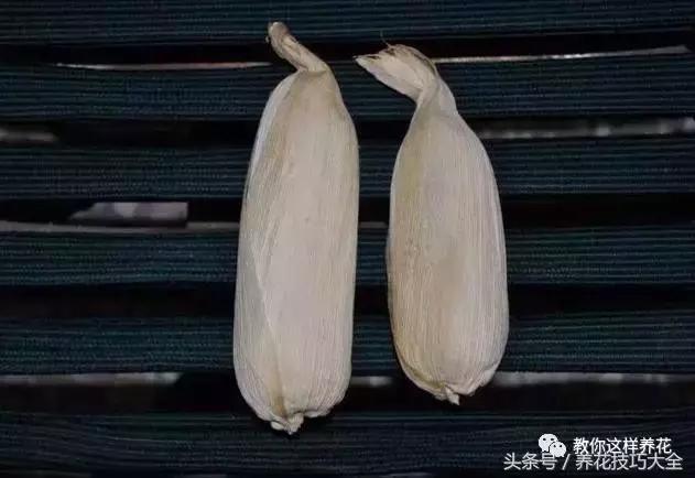 盆栽花生的变化,最好看的盆栽花生