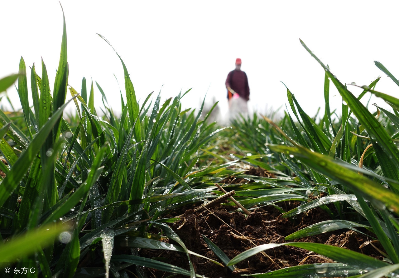 麦田除草剂主要成分,麦田除草剂哪种配方的好