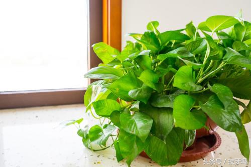 这些花不用买剪个叶子就能活,这几种花不用买剪根叶子就能活