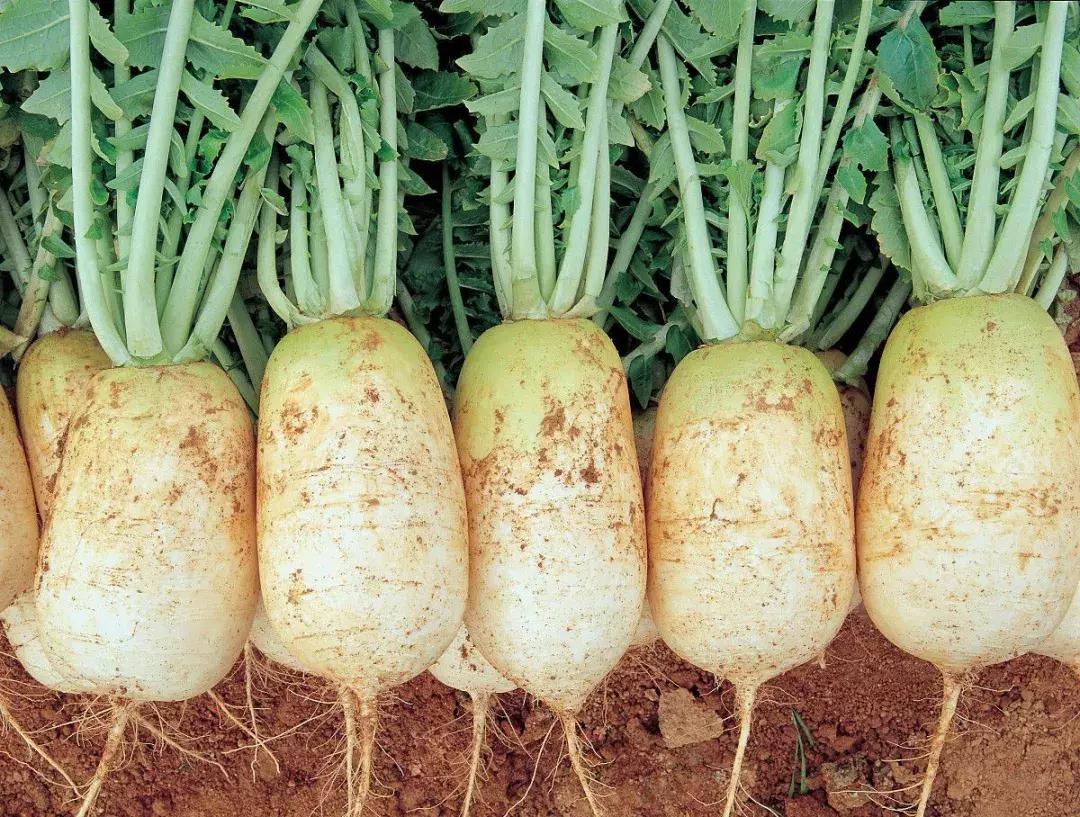 河南一年四季种植蔬菜时间表,内蒙古包头地区种植蔬菜的时间表