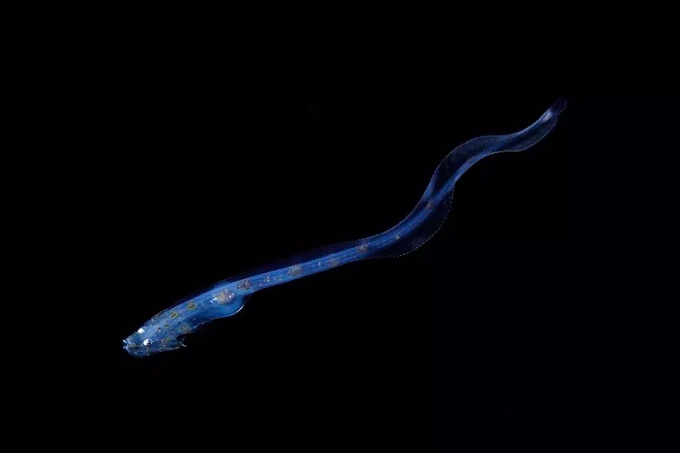 海洋探秘资料,海洋探秘鲨鱼