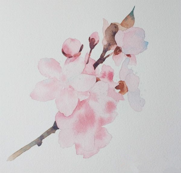 水彩画樱花初学者绘画步骤,樱花画法水彩教程视频