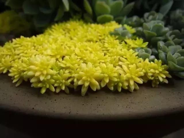 极强的适应能力,超强的适应力