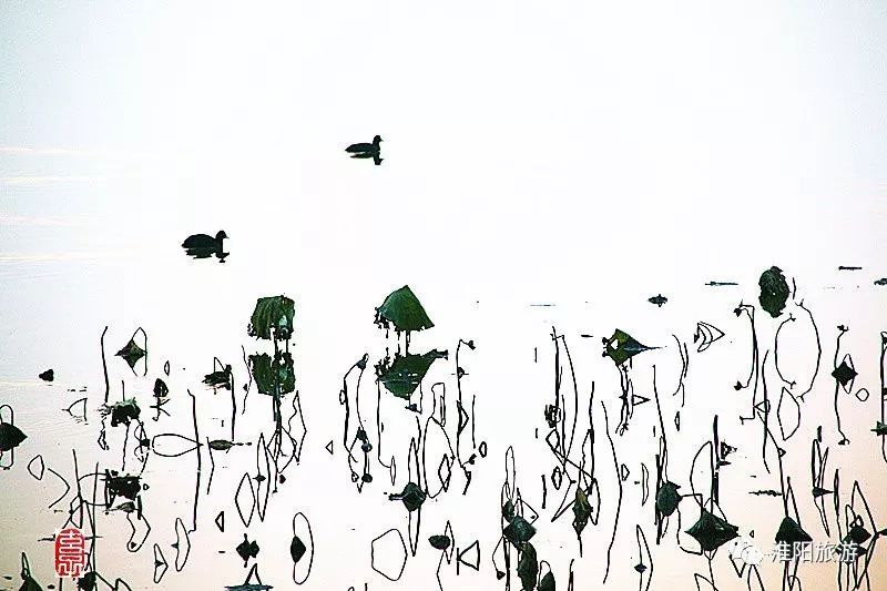 淮阳龙湖荷花盛景照片及描写,淮阳龙湖荷塘