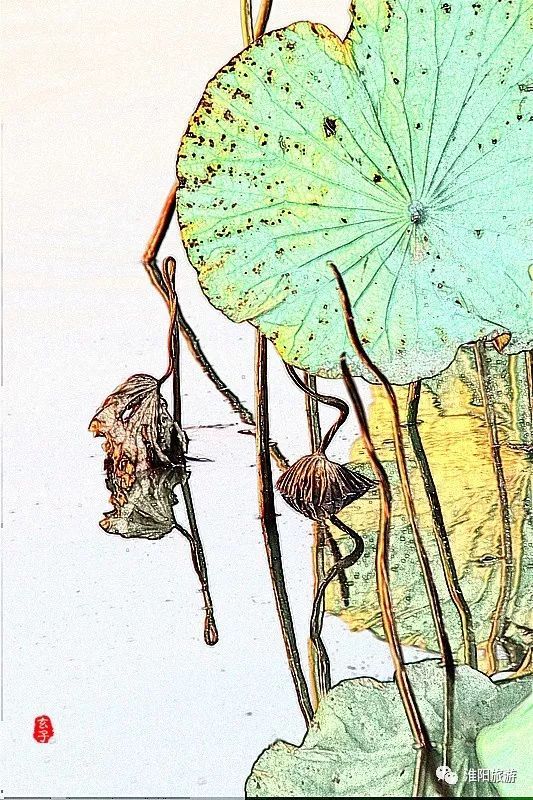 淮阳龙湖荷花盛景照片及描写,淮阳龙湖荷塘