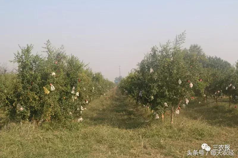 软籽石榴树苗春季修剪,软籽石榴树的栽培修剪