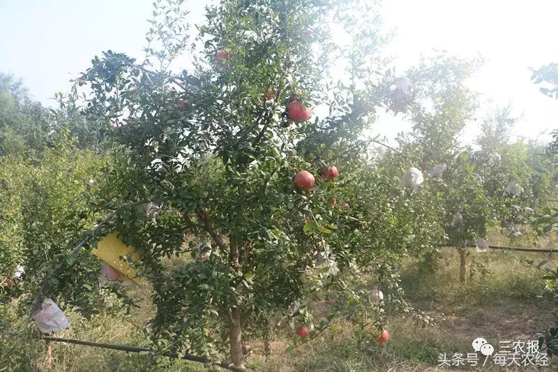 软籽石榴树苗春季修剪,软籽石榴树的栽培修剪