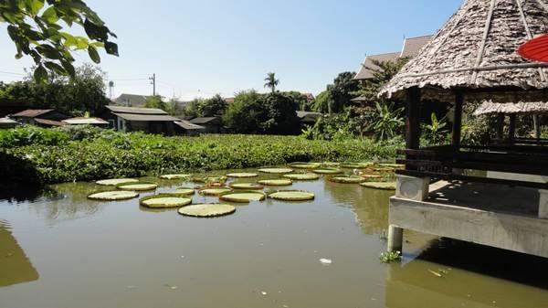 兰寿金鱼为什么一定要阳光饲养,兰寿金鱼用什么底砂