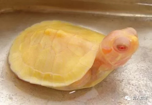 龟市行情回顾,龟市低迷却是新人入手的最好时机