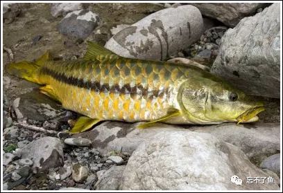 鱼怎么才能知道真假,如何分辨真假白鱼