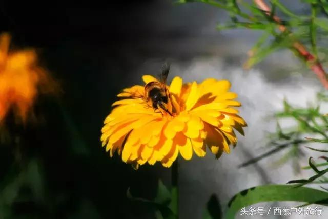 拉萨林芝旅游攻略最新四天三夜,拉萨旅游攻略超详细