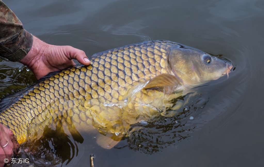 中药与海鲜能否同吃,中药忌口食物清单水果