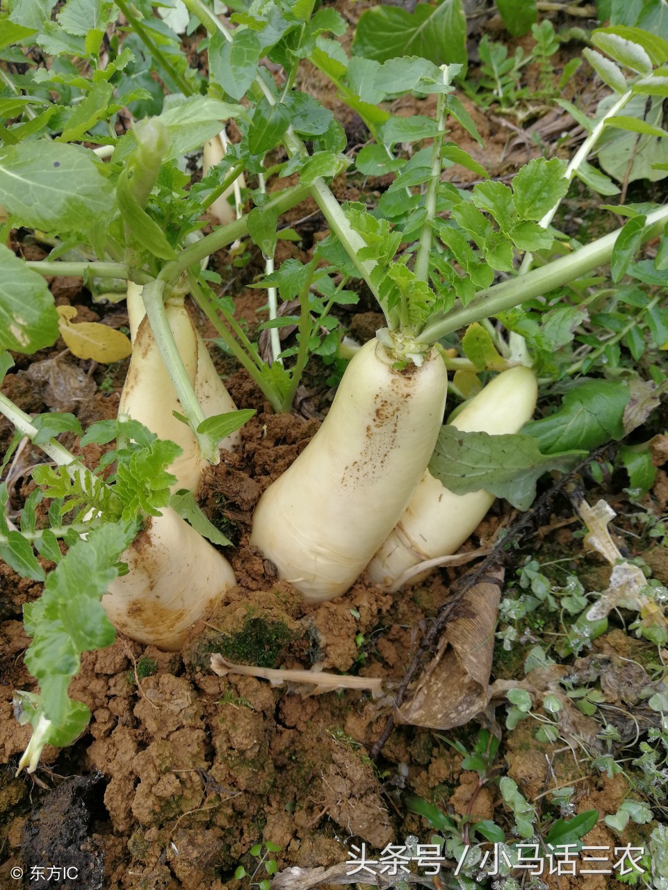 种萝卜光长叶子不长萝卜浇什么肥,萝卜叶子长得茂盛萝卜很小
