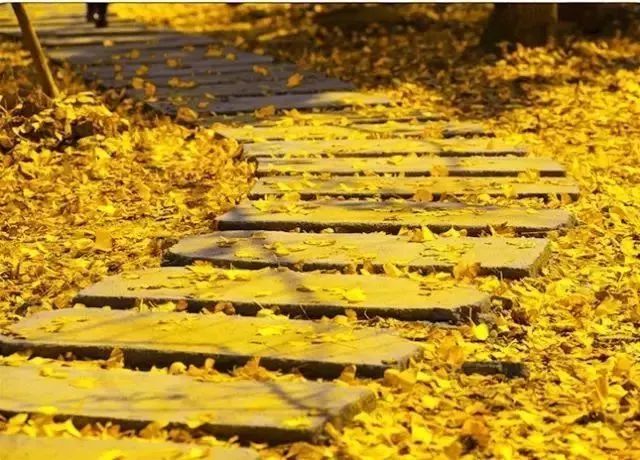 秋在广东很珍贵，若不细心寻找，它便静静地离开了