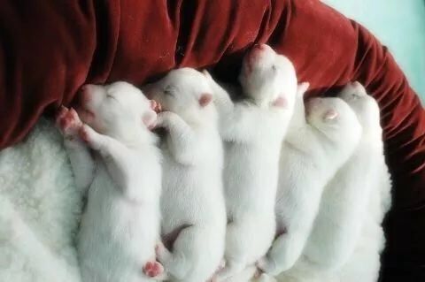 狗狗交配、怀孕……新手麻麻毫无经验怎么办？记住这10点足够了！