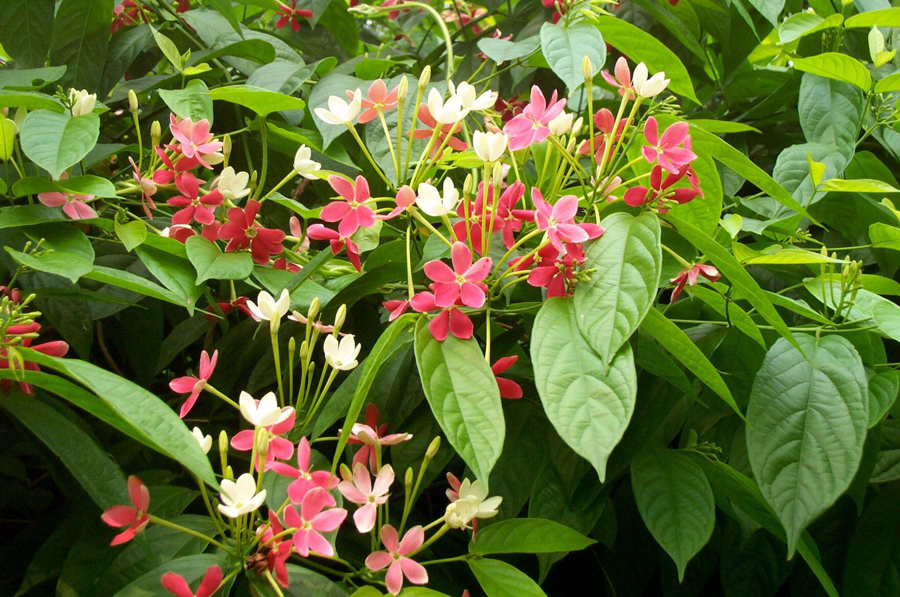 中药材使君子怎么用,使君子是中药材吗