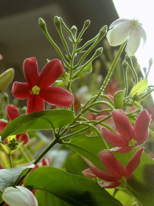 中药材使君子图片,使君子同类型中药材