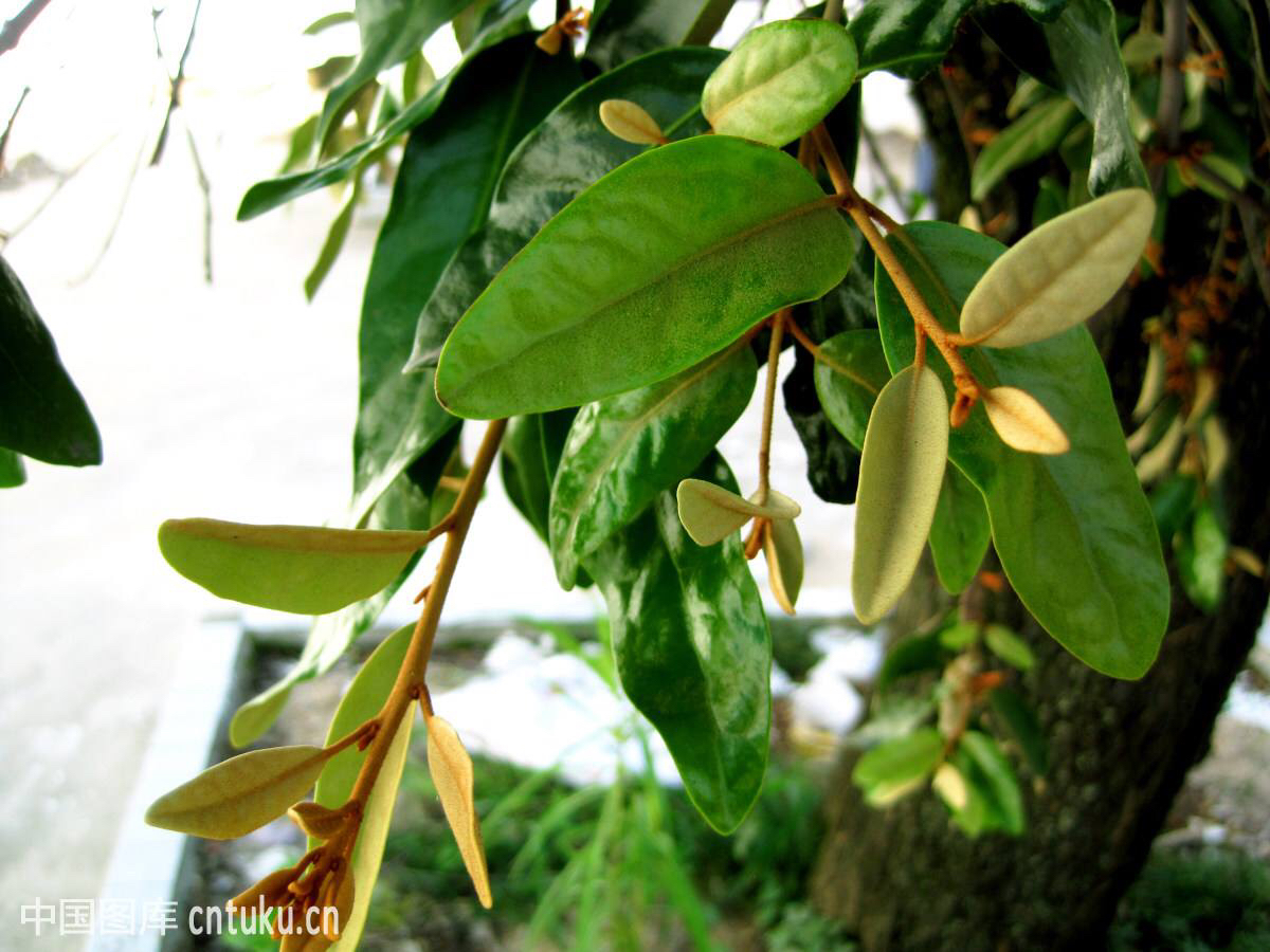 中药材桑寄生价格,中药材桑寄生批发价格多少钱