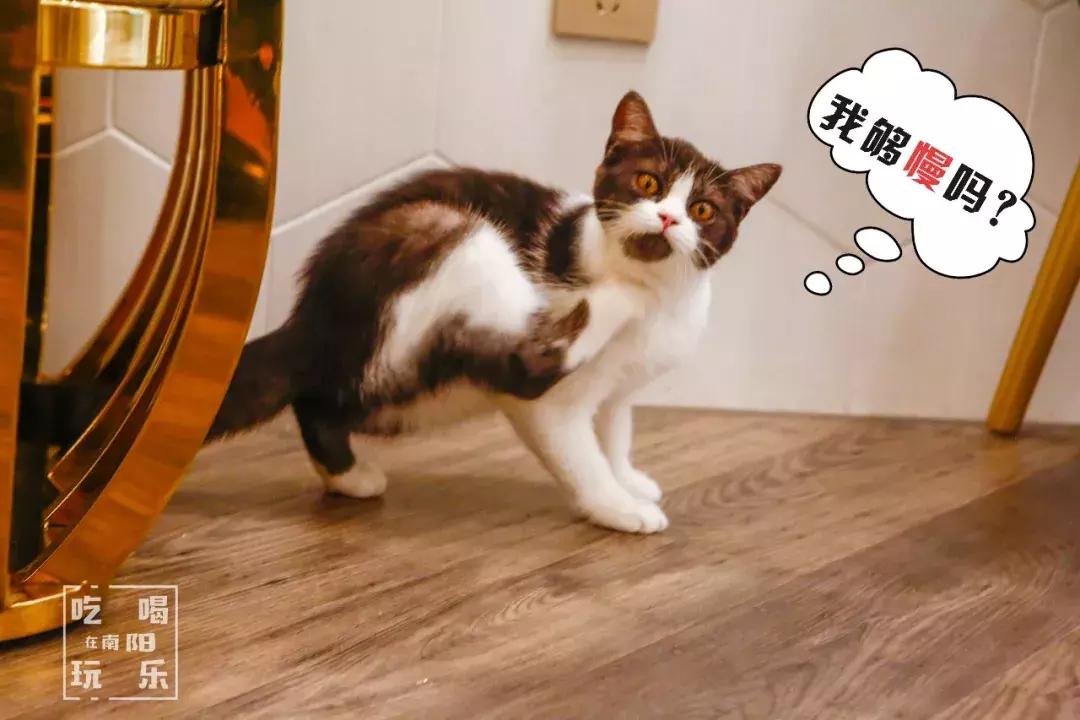 南阳shou家全透明撸猫咖啡馆！有手臂长的牛排！面包届的法拉利！