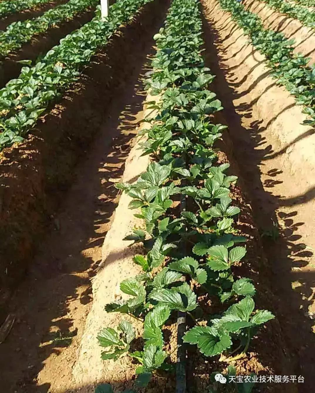 草莓不出花芽,草莓花芽分化的最佳方法