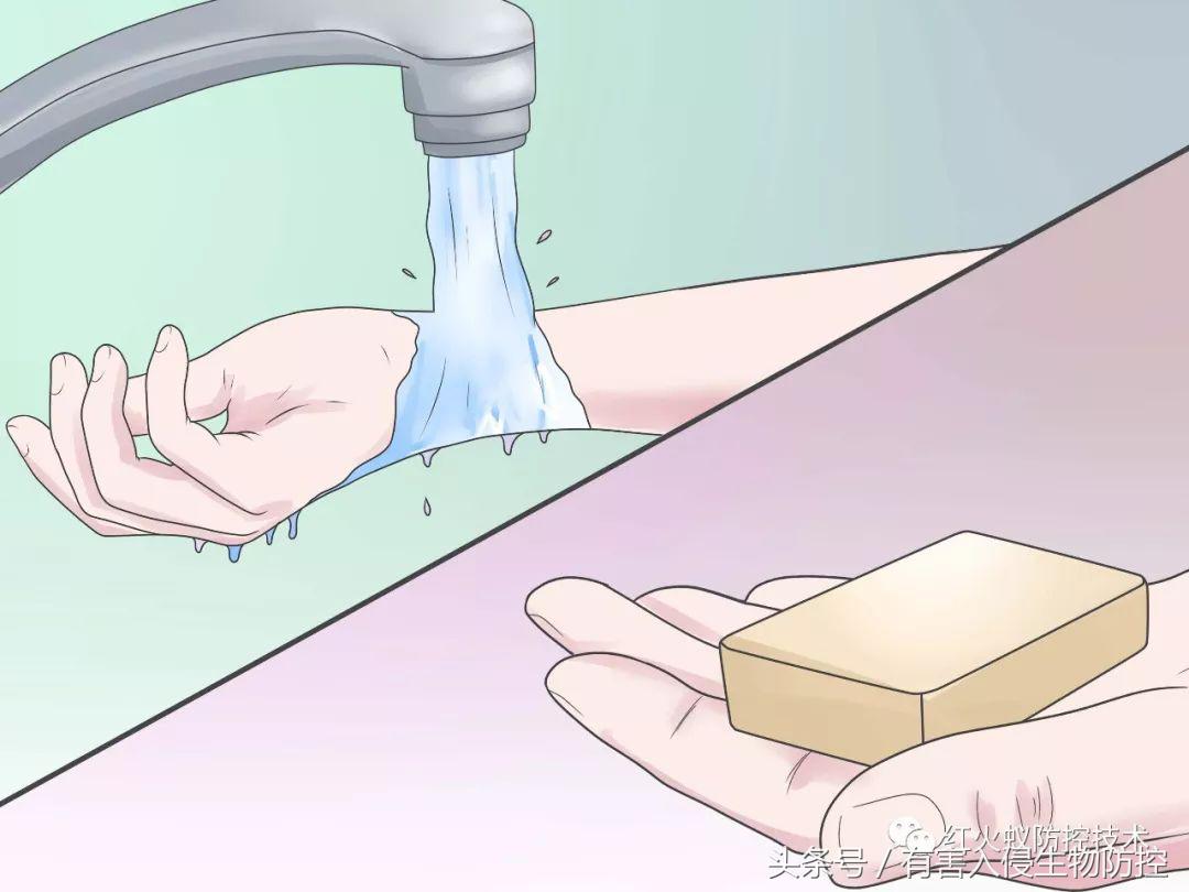 被红火蚁咬的治疗方法,被红火蚁咬后怎么处理偏方