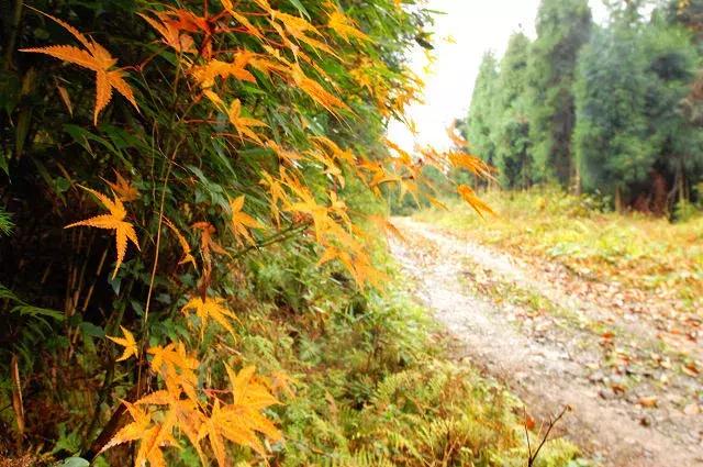 成都出发哪条线路秋景最美,成都出发两小时看满山红叶