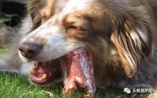 狗狗宠物冻干粮,宠物狗冻干粮