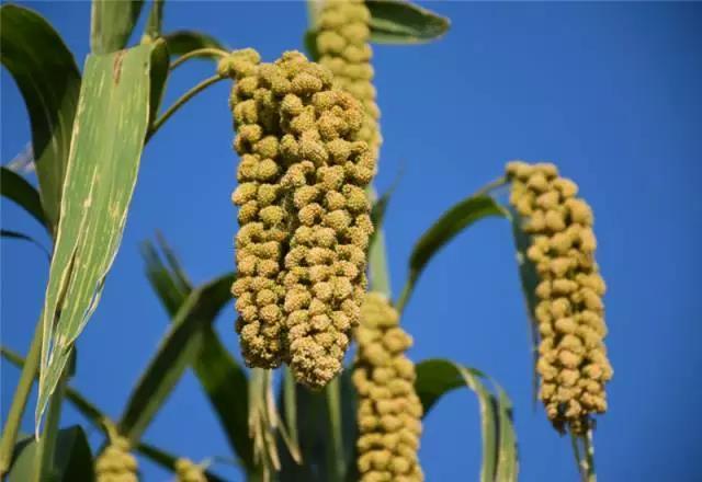 熬出久违的米油，好喝养胃！给家人最好的呵护！