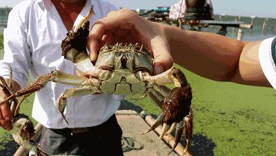 阳澄湖大闸蟹礼券潜规则,阳澄湖大闸蟹券规则