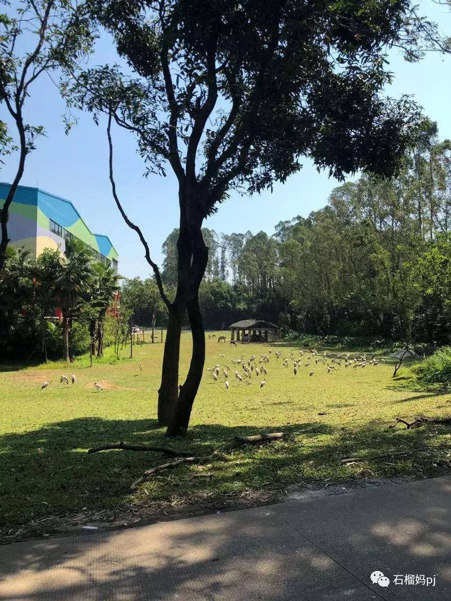 长隆欢乐世界和长隆野生动物园,广州长隆野生动物园侏罗纪公园