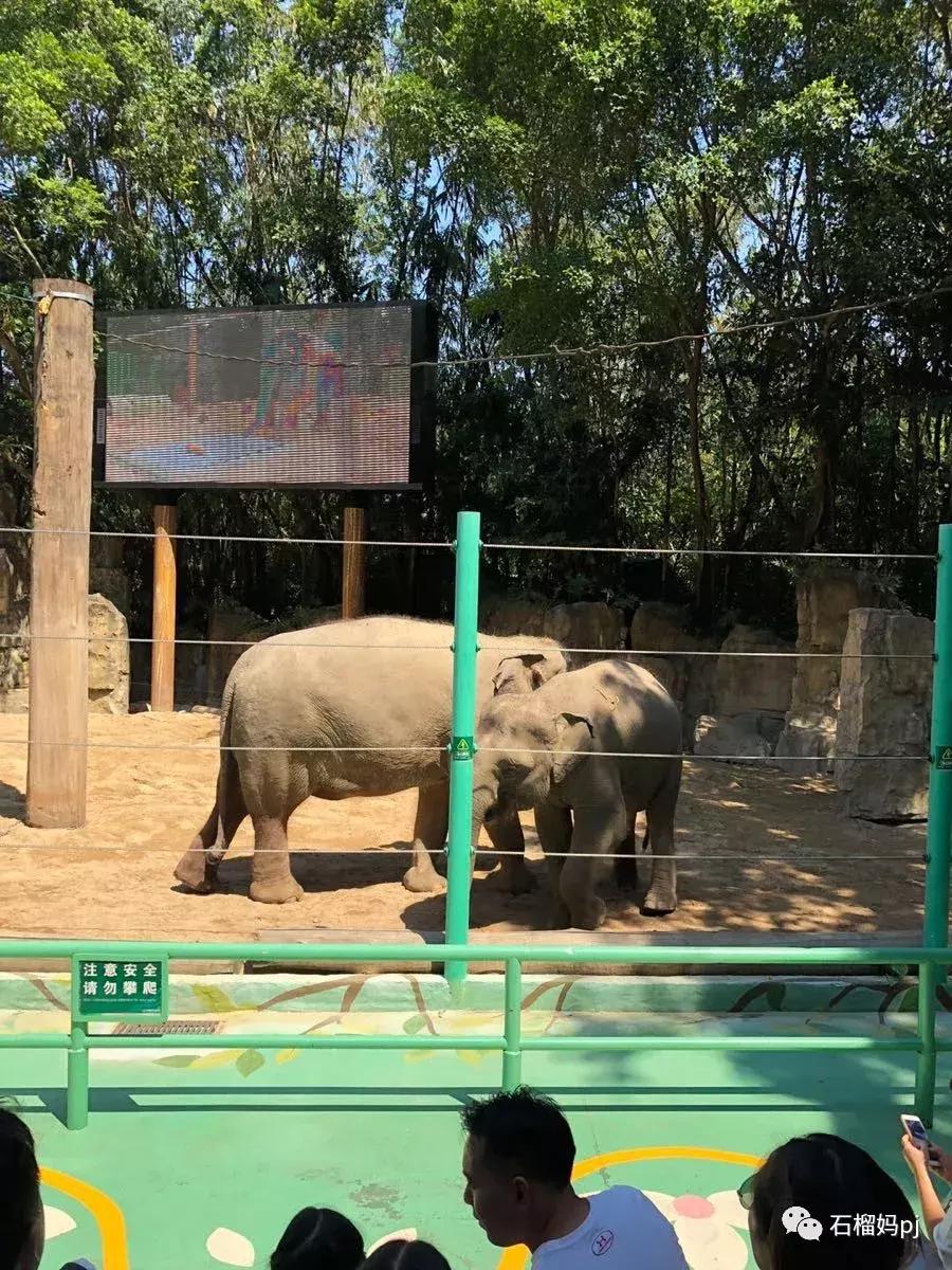 长隆欢乐世界和长隆野生动物园,广州长隆野生动物园侏罗纪公园