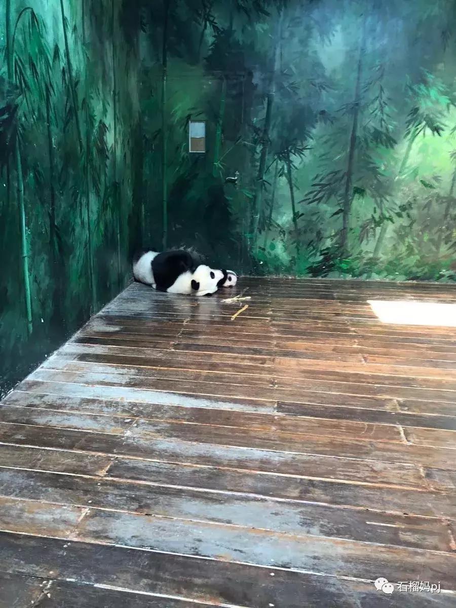 长隆欢乐世界和长隆野生动物园,广州长隆野生动物园侏罗纪公园