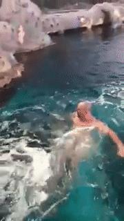 「奇葩」加拿大男子鲨鱼池里裸泳，虎鲨：“这条小蚯蚓我没兴趣”