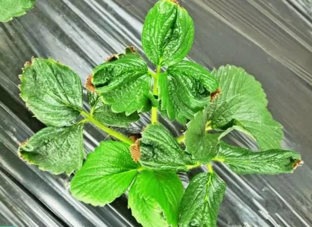 草莓焦叶病怎么办,草莓苗干叶发焦怎么回事