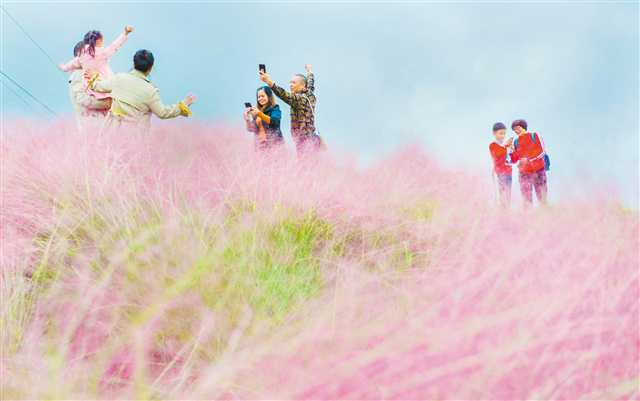 全网最火的粉黛乱子草,粉黛乱子草抖音